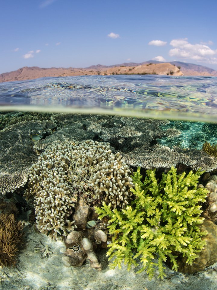 Coral Reef Portrait
