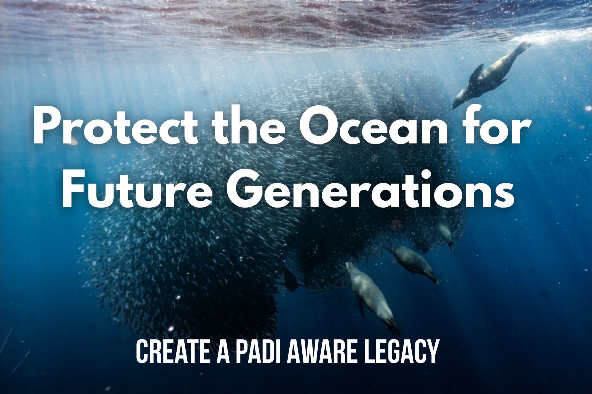 Group of Sea Lions hunting a Bait ball with thext : Protect the Ocean for Future Generations